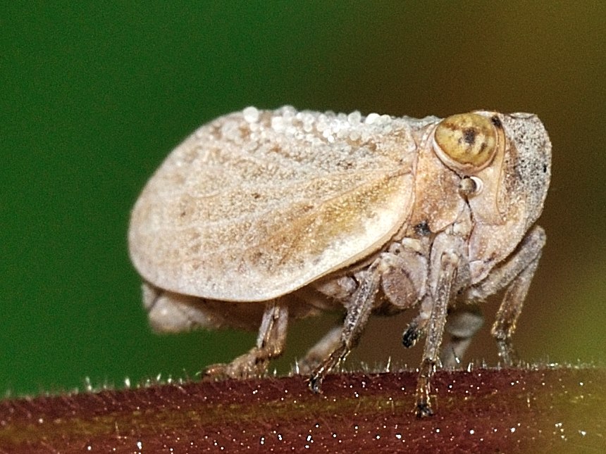Issidae